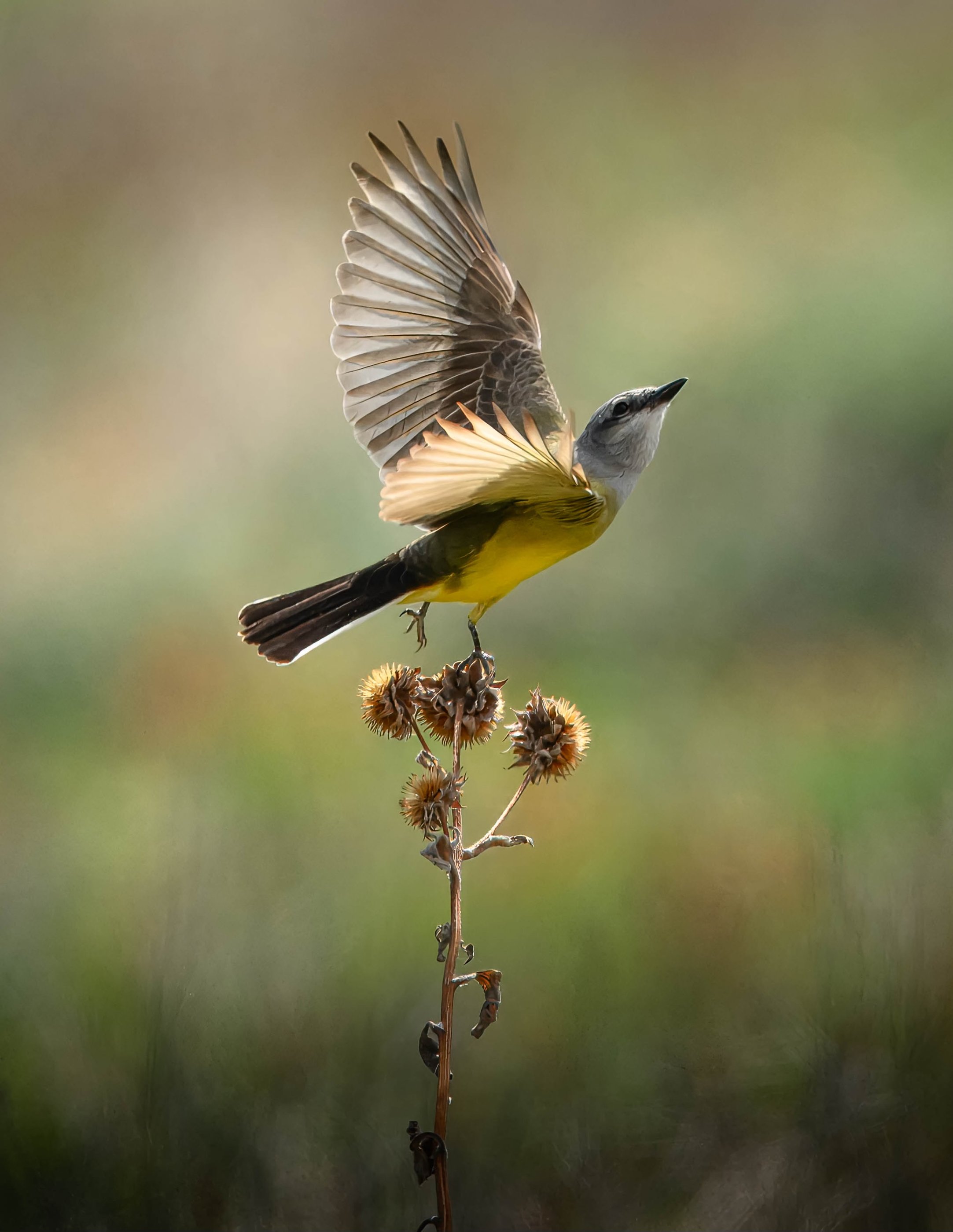 5-18-24 Western Kingbird 1.jpeg