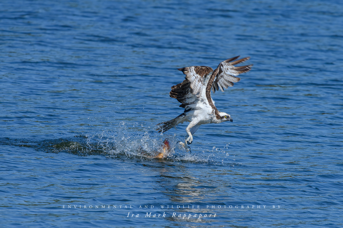 5- Osprey catching a fish.jpg