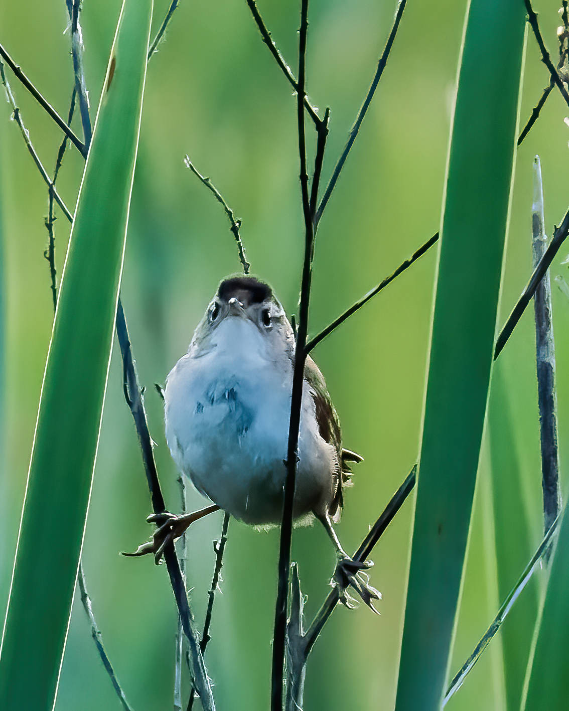 6-12-24 Marsh Wren 1 (1 of 1)-DeNoiseAI-standard.jpeg