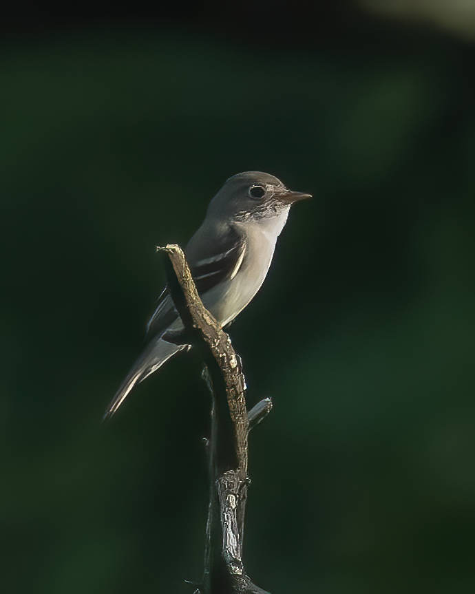 6-21-24 Acadian Flycatcher 1 (1 of 1)-DeNoiseAI-standard.jpeg