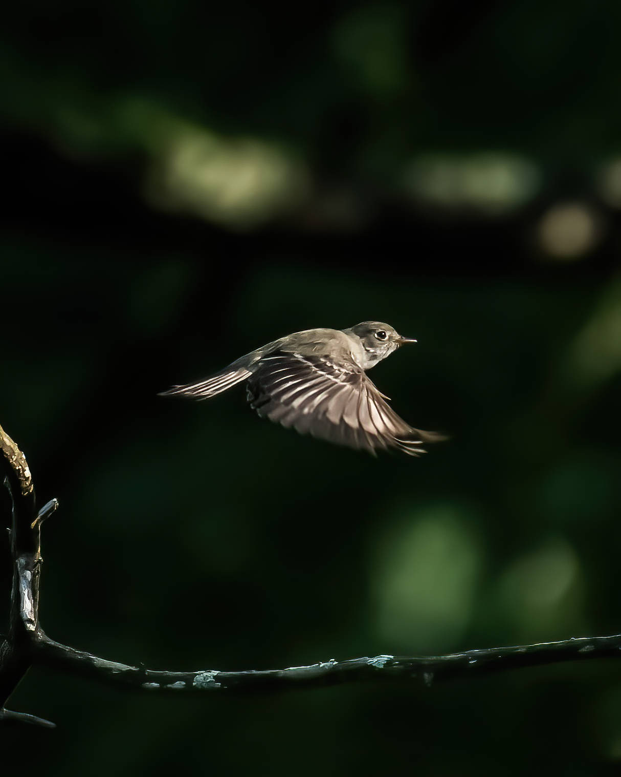 6-21-24 Acadian Flycatcher 2 (1 of 1)-DeNoiseAI-standard.jpeg