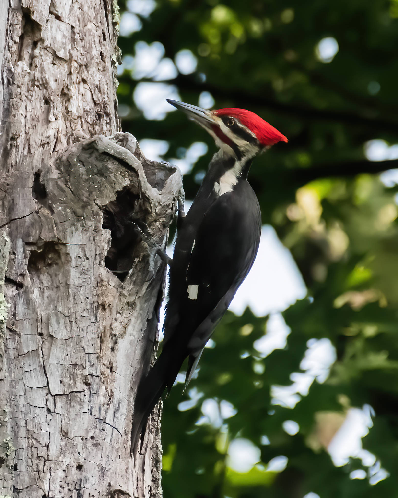 6-21-24 Pileated Woodpecker 1 (1 of 1)-DeNoiseAI-standard.jpeg