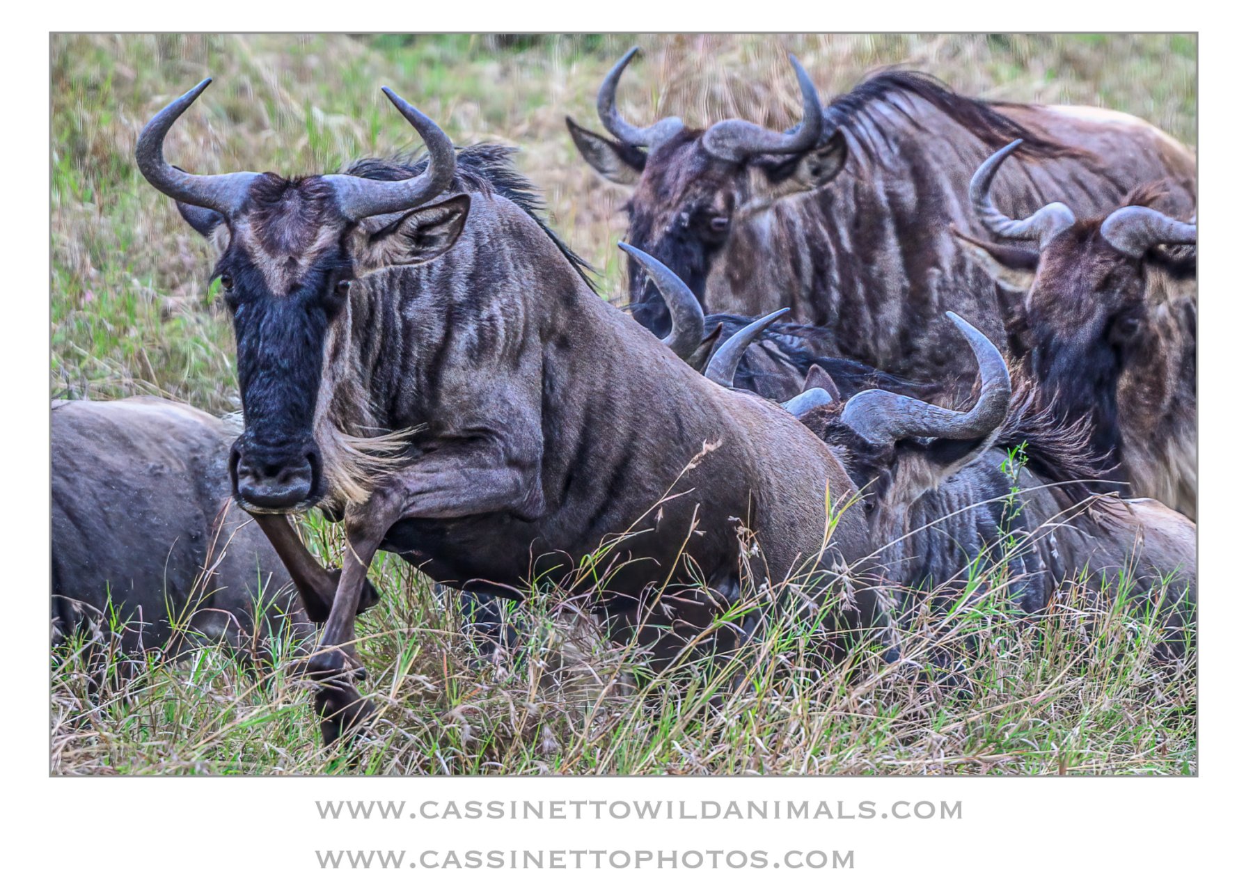 6-wildebeest africa.jpg