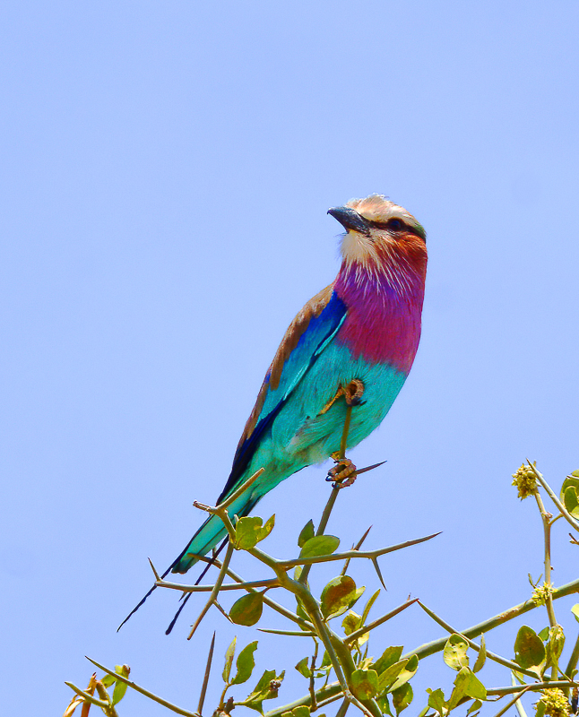 71K_8153-Lilac Breasted Roller.jpg