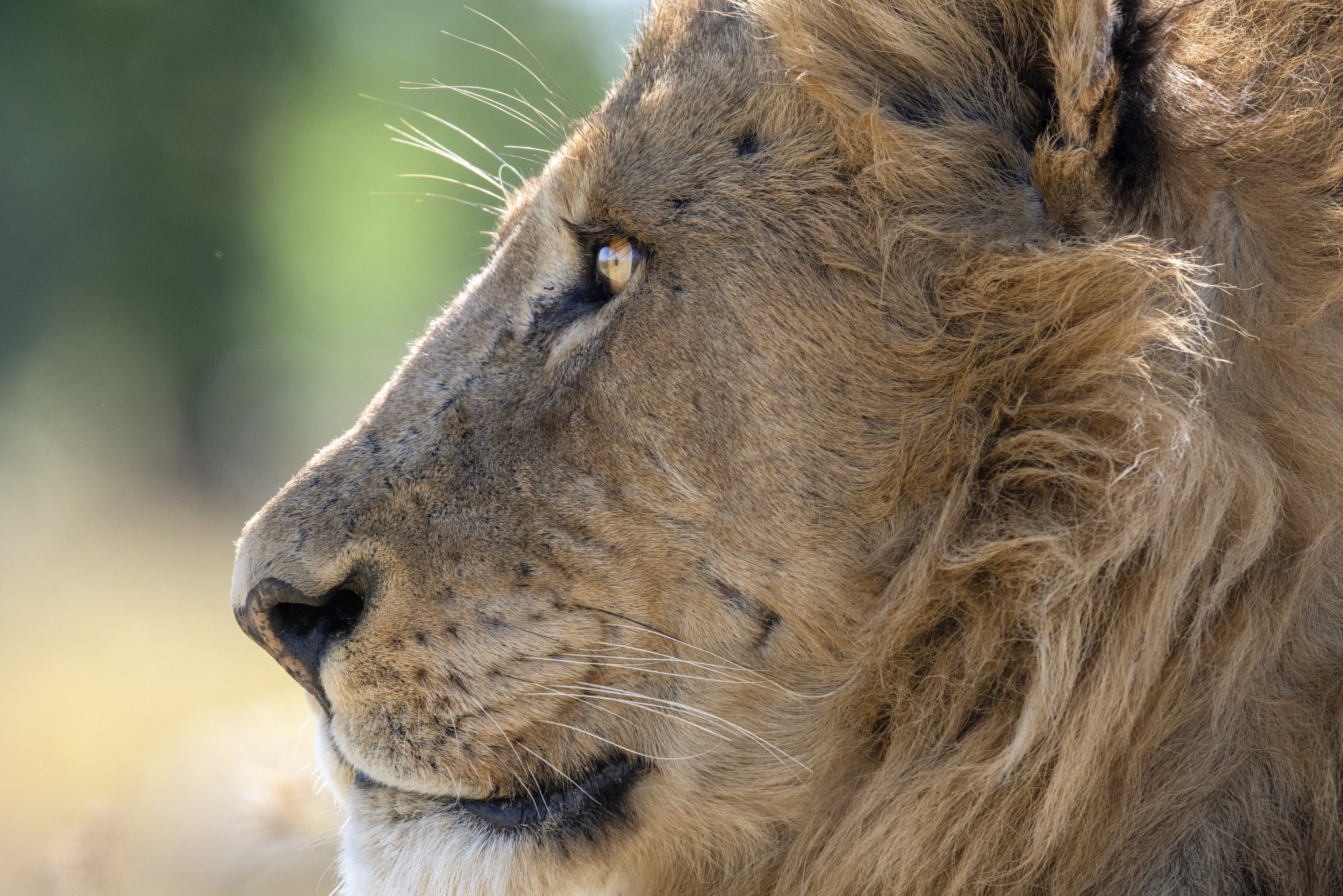 77a Lion 12May2019.jpg