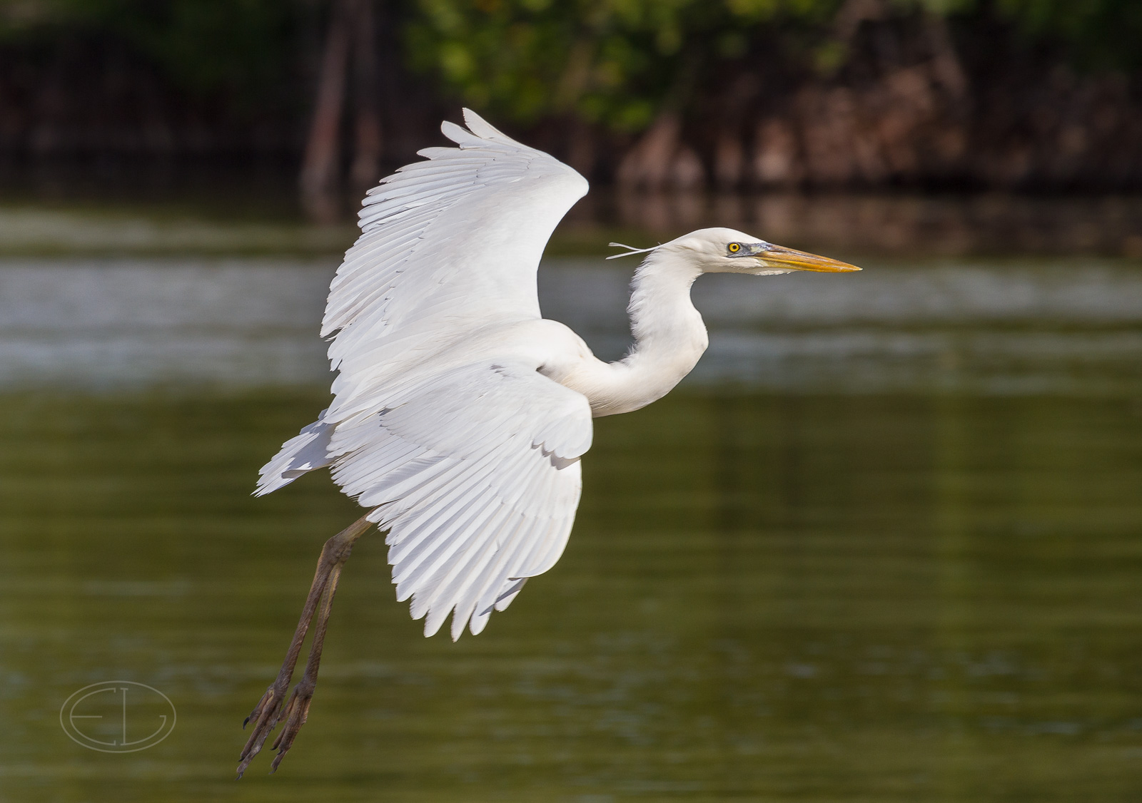 7D_00608 Great White Heron.jpg