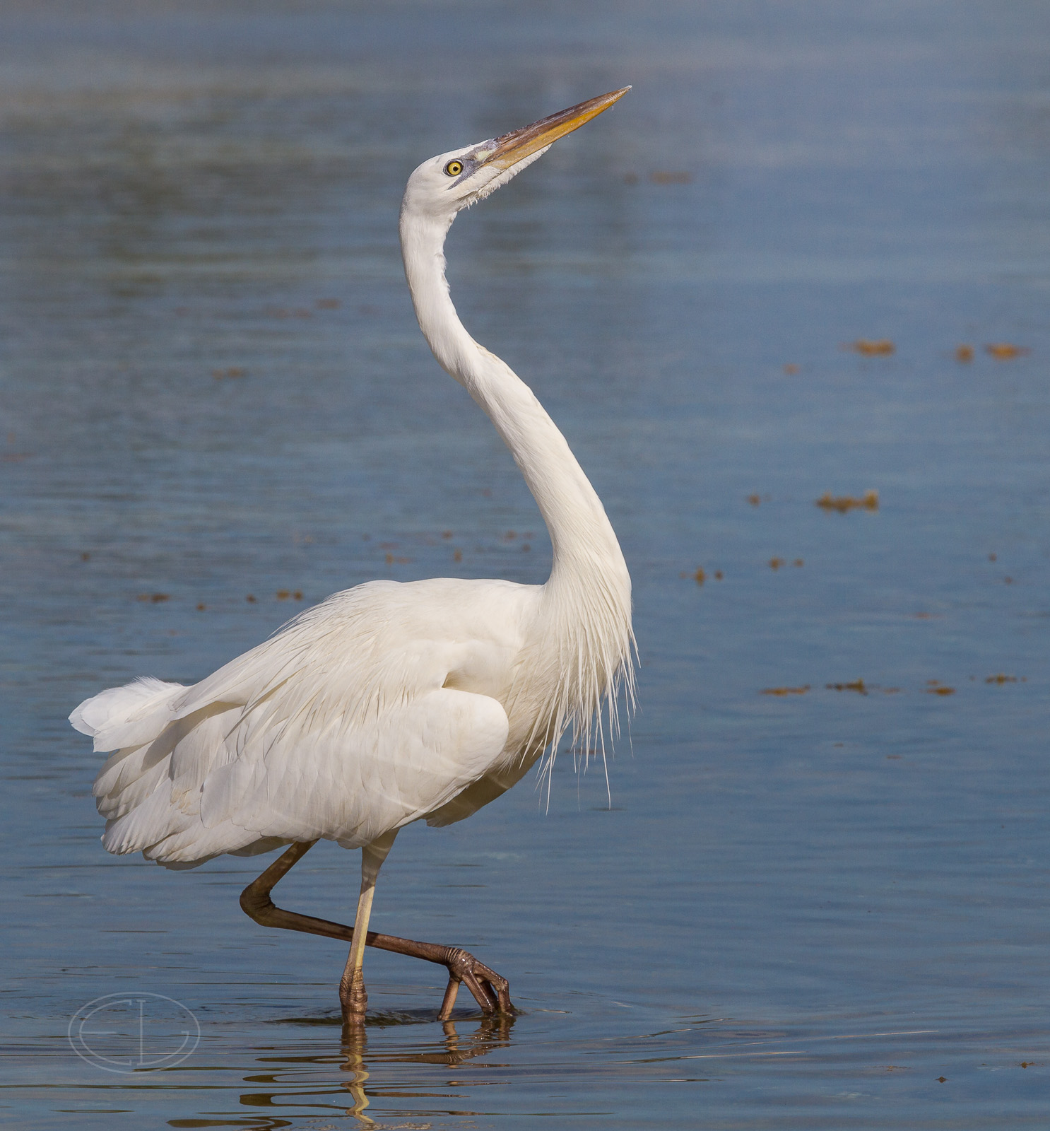 7D_00616 Great White Heron.jpg