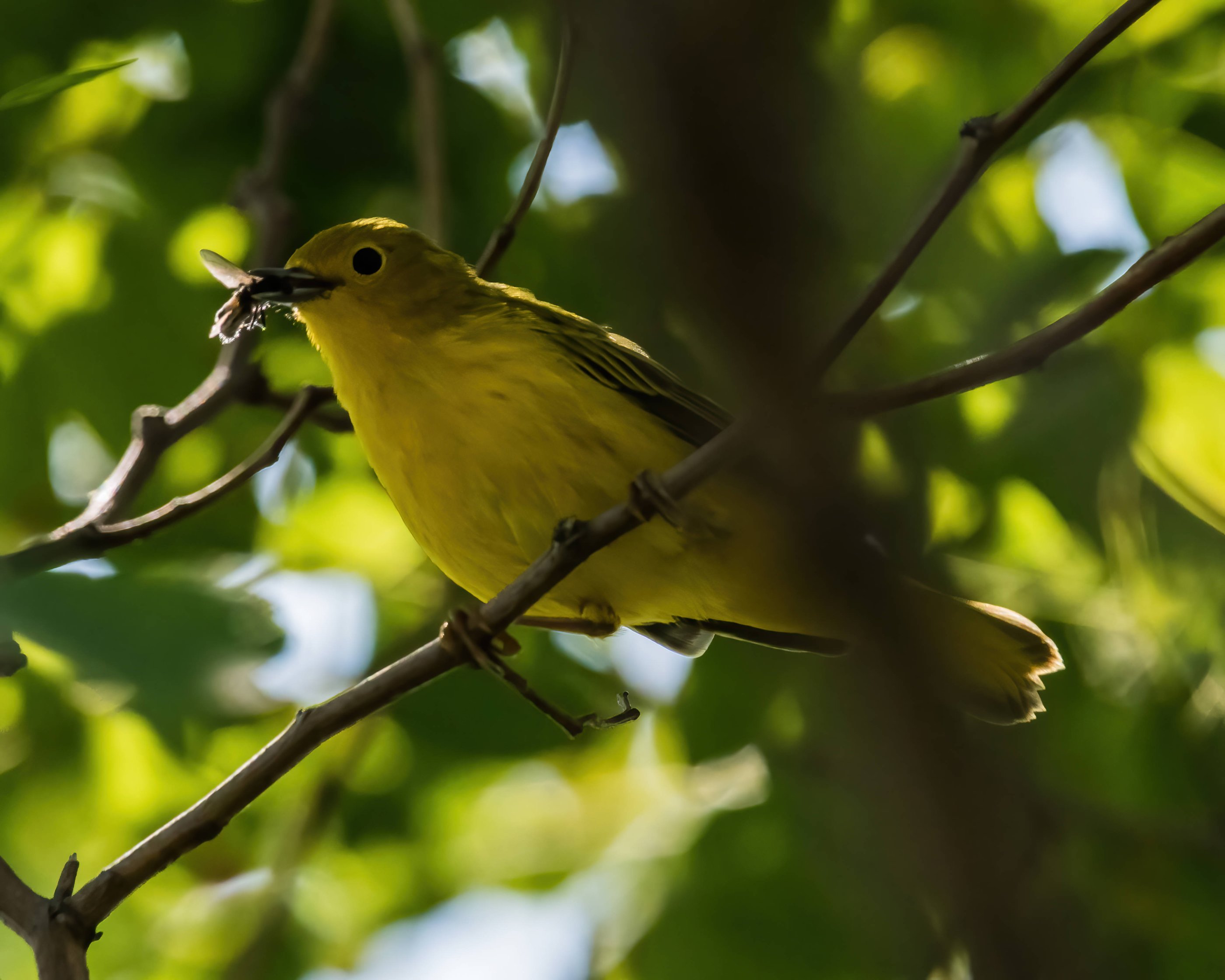 8-2-24 Yellow Warbler 2 (1 of 1)-DeNoiseAI-standard.jpeg