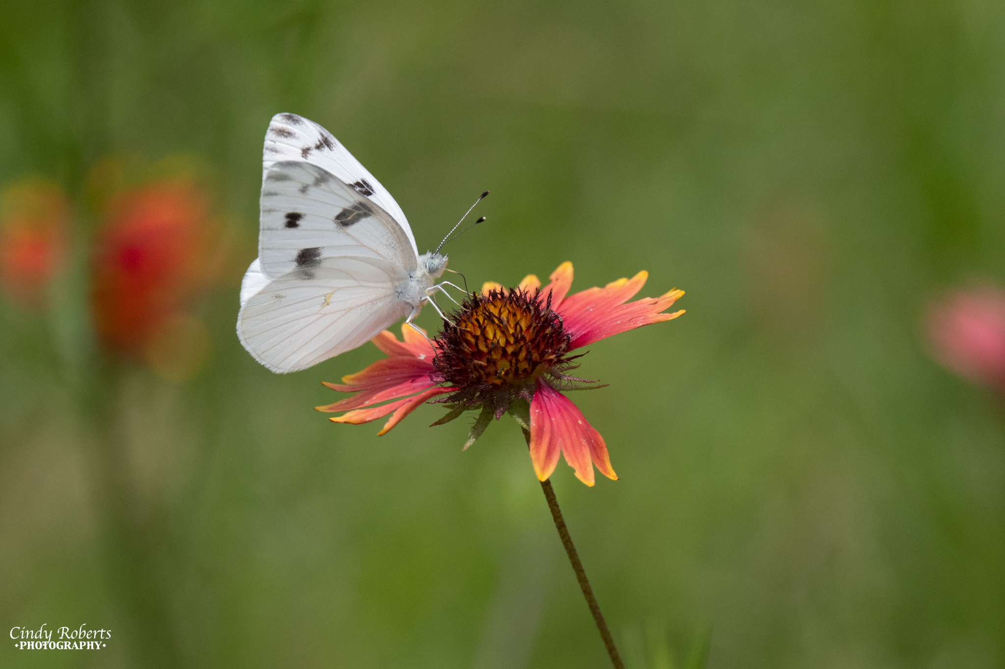 850_9706 Checkered White Butterfly.jpg