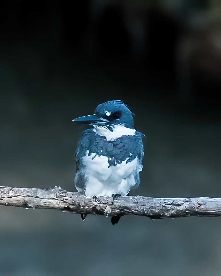 9-4-24 Belted Kingfisher 1 (1 of 1)-DeNoiseAI-standard.jpeg