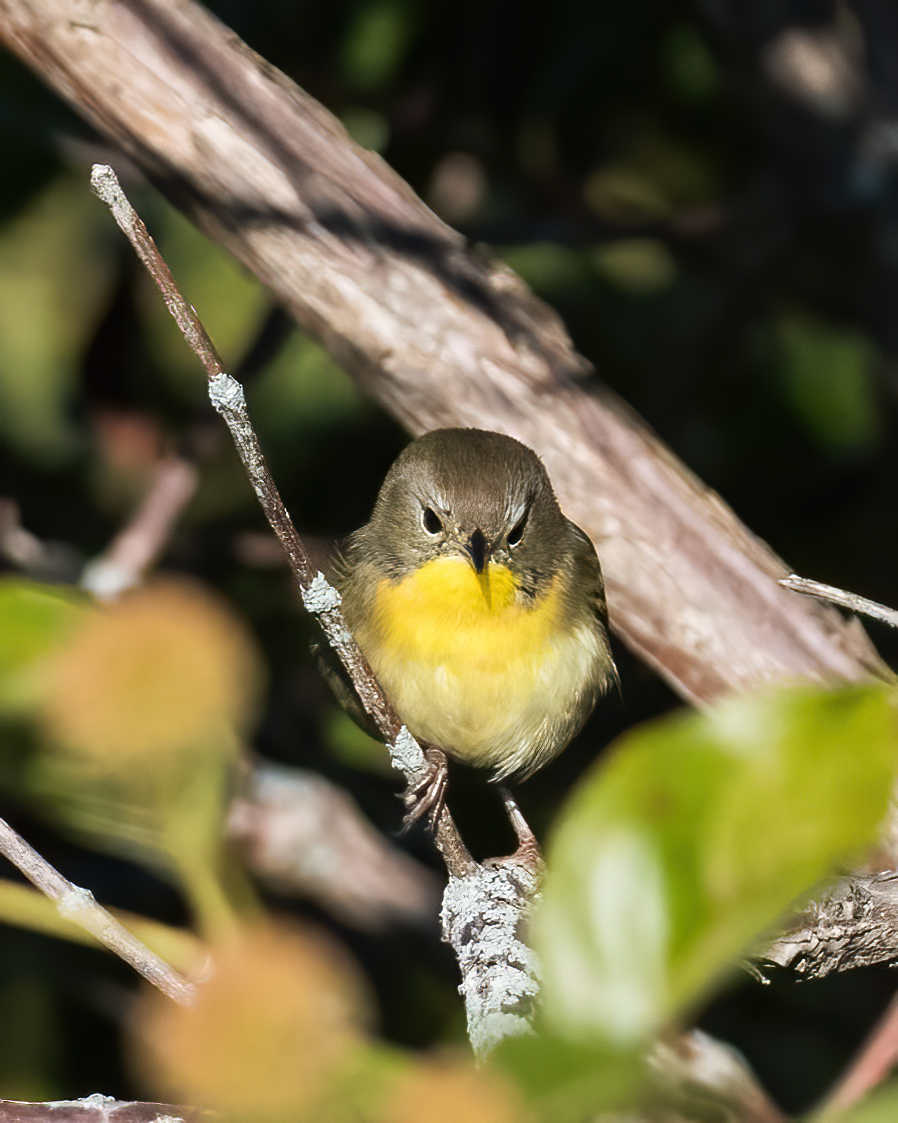 9-9-24 Common Yellowthroat 1 (1 of 1)-DeNoiseAI-standard.jpeg