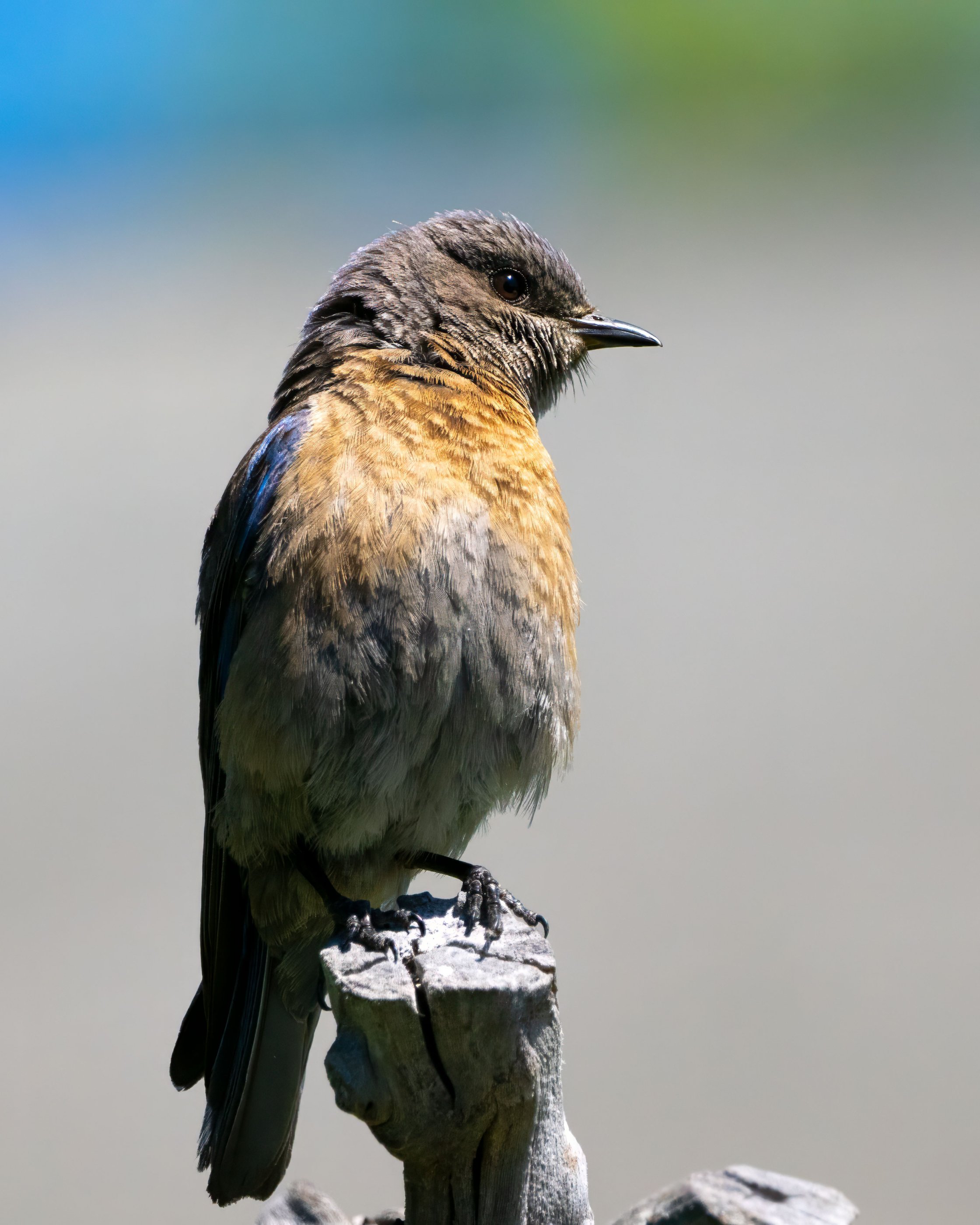 _7291547_western_bluebird.jpg