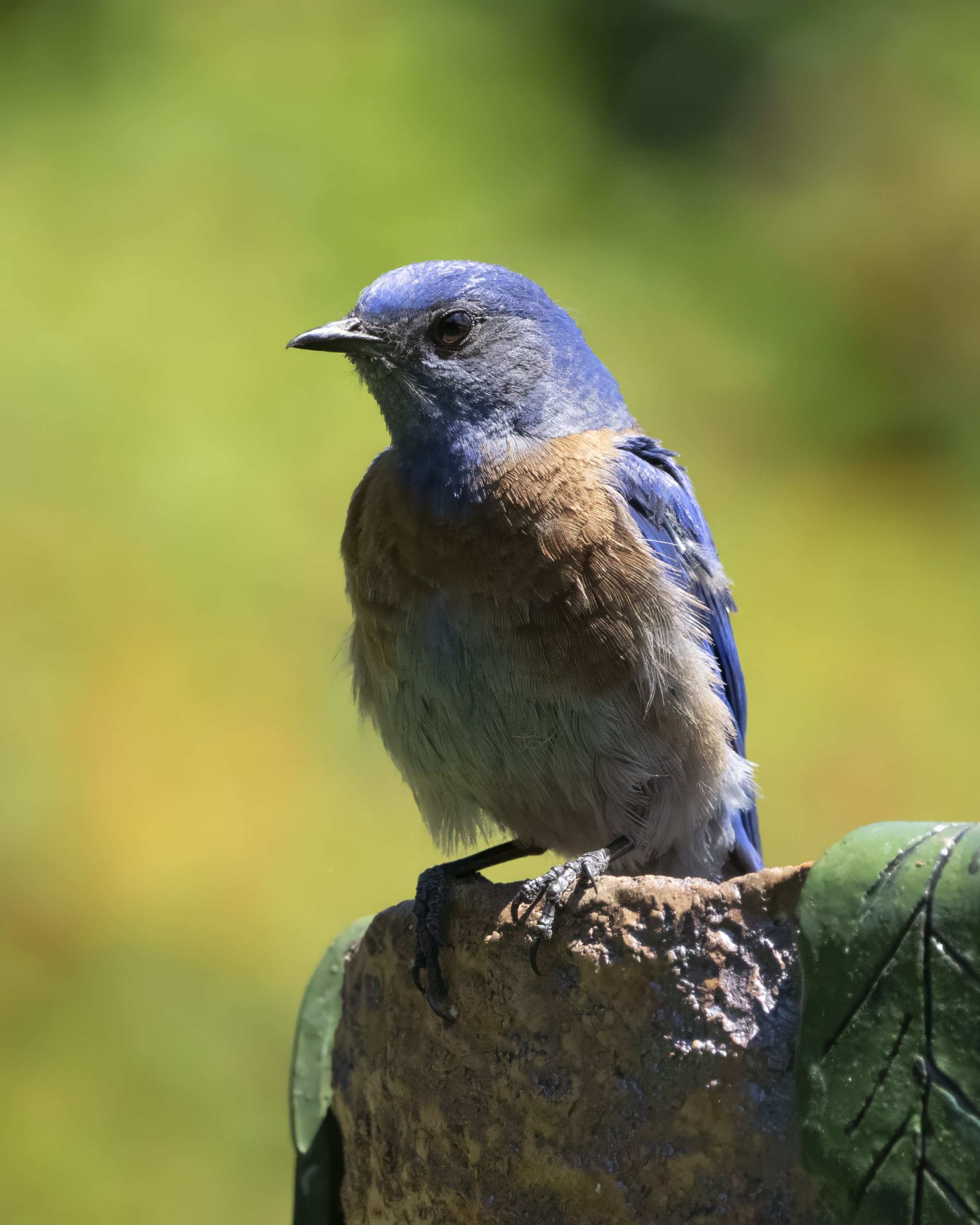 _7292932_western_bluebird_.jpg