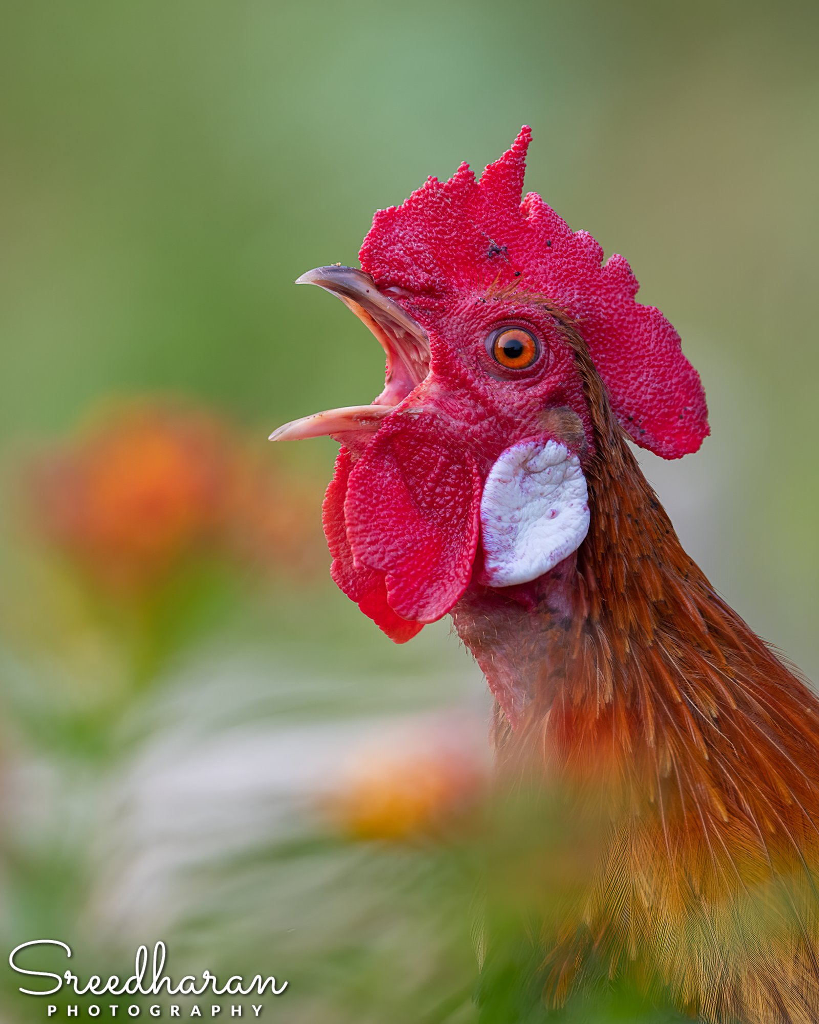 _8501930_D850_Rooster_GalusGalus.jpg