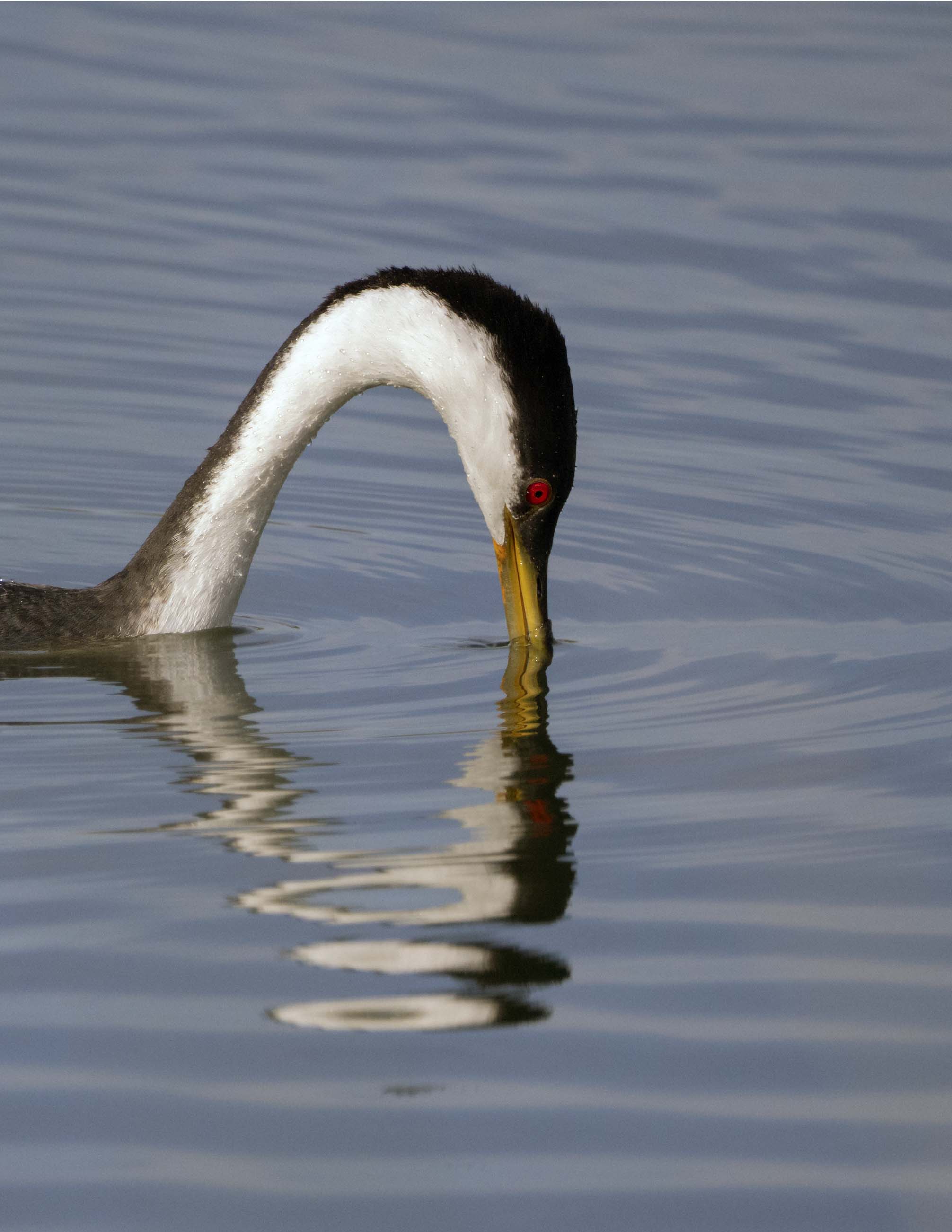 _A300641_grebe_reflection copy.jpg