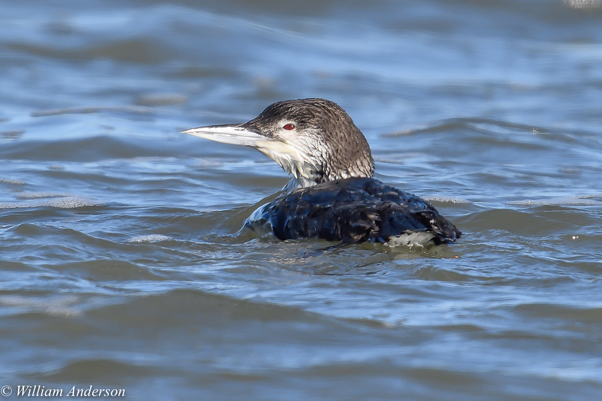 _Common Loon.jpg