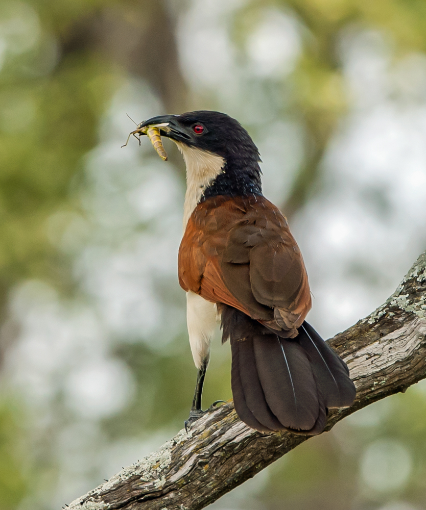 _DSC6384COUCAL.jpg