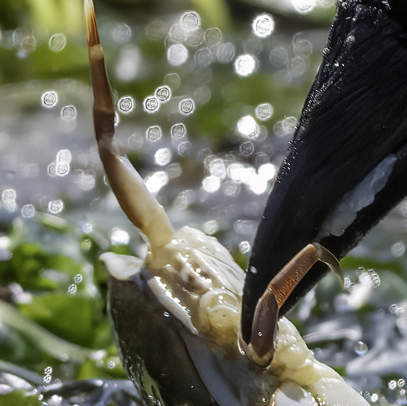 _GMW6146 Crow and Crab crop artifacts 800 px.jpg