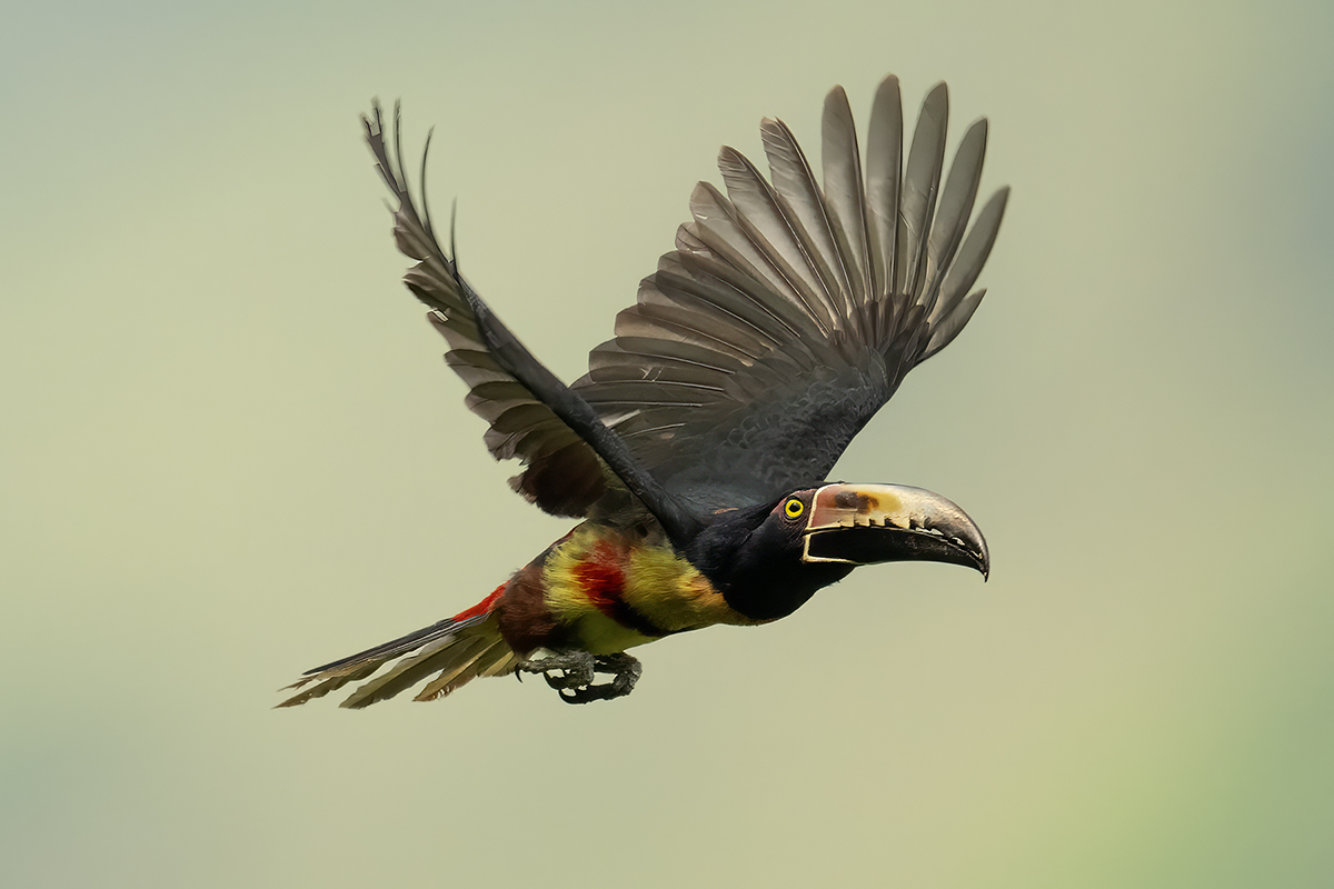 _Z910840 collared aracari copy.jpg