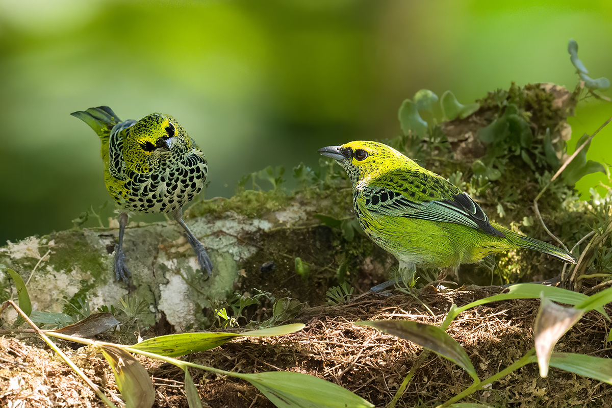 _Z915144 speckled tanagers resized copy.jpg