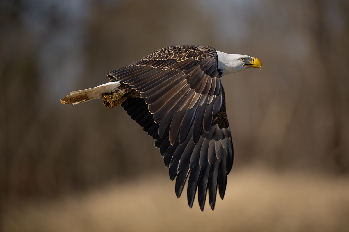 _Z924697 eagle copy.jpg