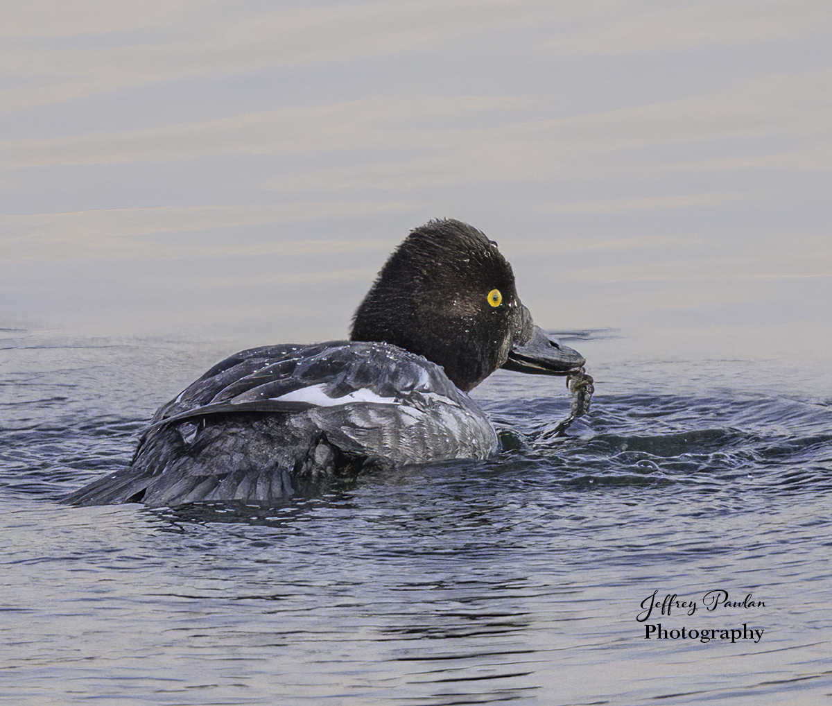 _Z996543 female common golden eye eating BCG.jpg