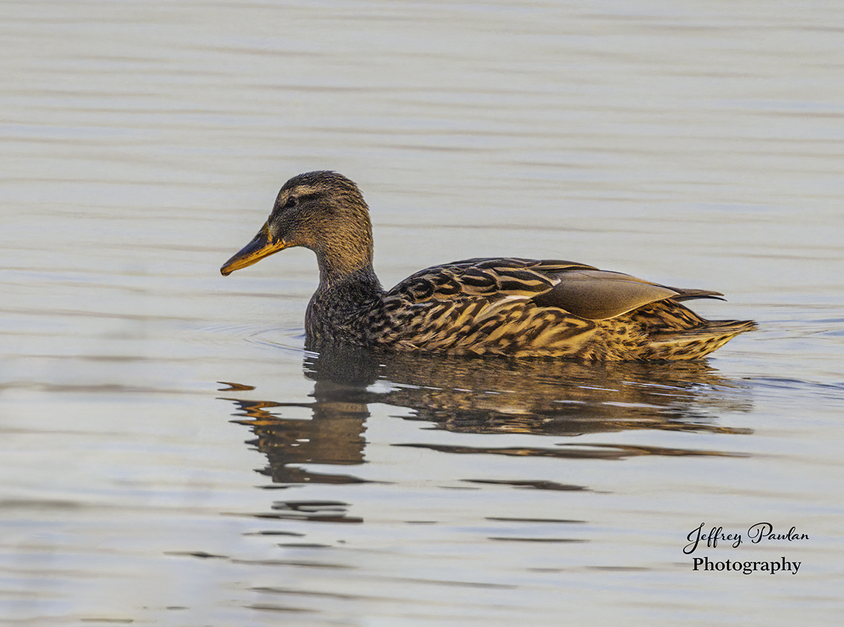 _Z996562 female Mallard at dawn BCG.jpg