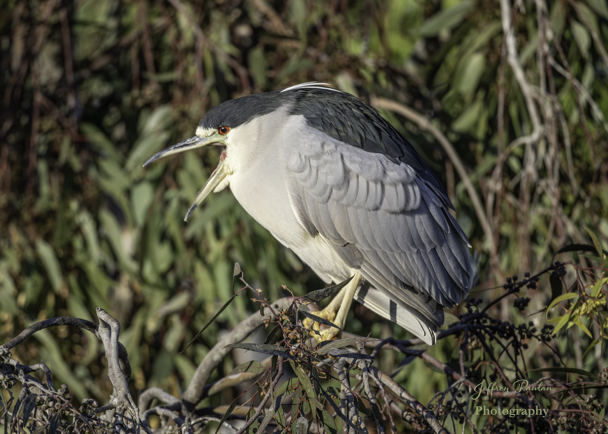 _Z996607 black-crowned night heron yawning BCG.jpg