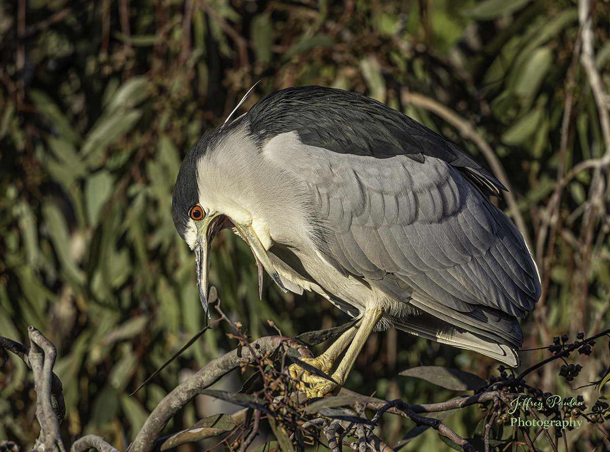 _Z996611 black-crowned night heron yawning and bending BCG.jpg