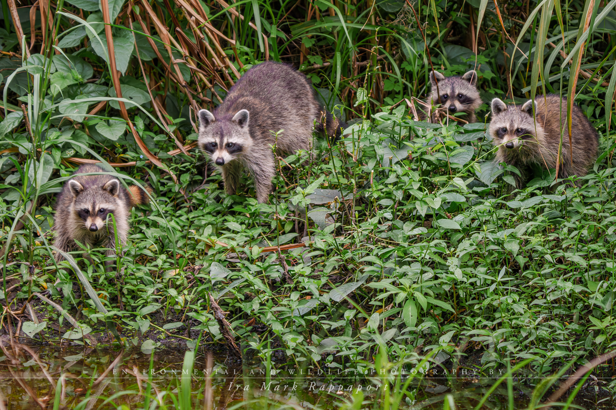 A family of Raccoons.jpg