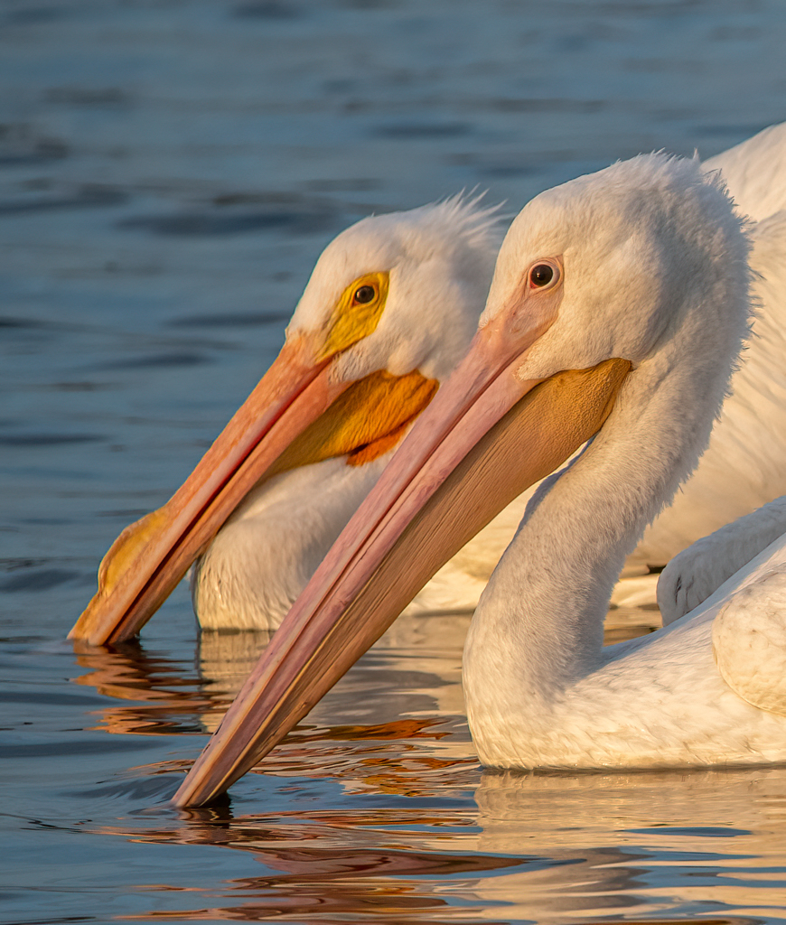 A pair of white pelicans  (1 of 1).jpg