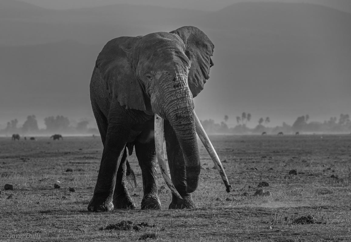 A Tusker called Michael in mono(1 of 1).jpg
