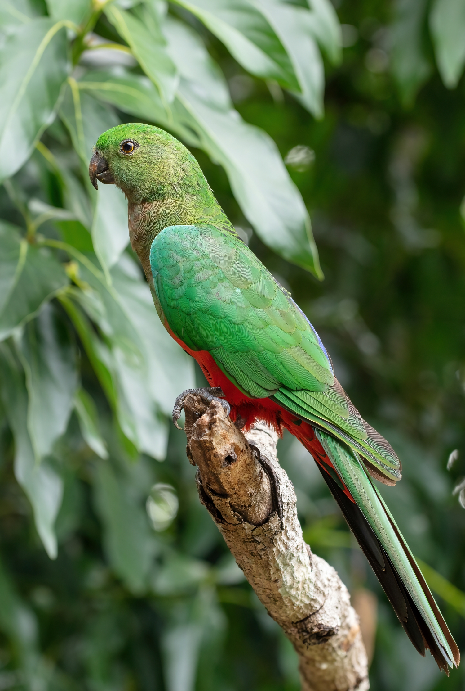 A4 King Parrot 01 03 21--SharpenAI-motion resize.jpg