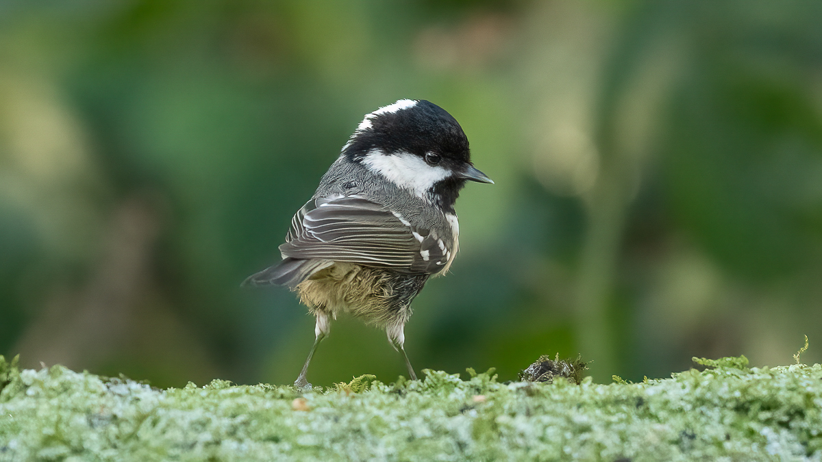 AArbon_1-Coal Tit_Bradley Woods_03-01-2025_ED16X9_01.jpg