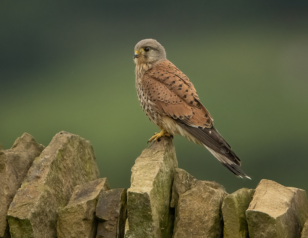 AArbon_15_Kestrel_Yorkshire Photography Hides_02-07-2024_ED8.5X11_01-2-2.jpg