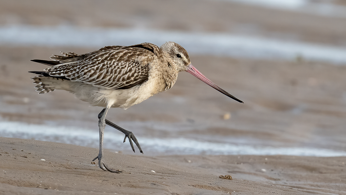 AArbon_1_BCG_Bar Tailed Godwit_  01.jpg