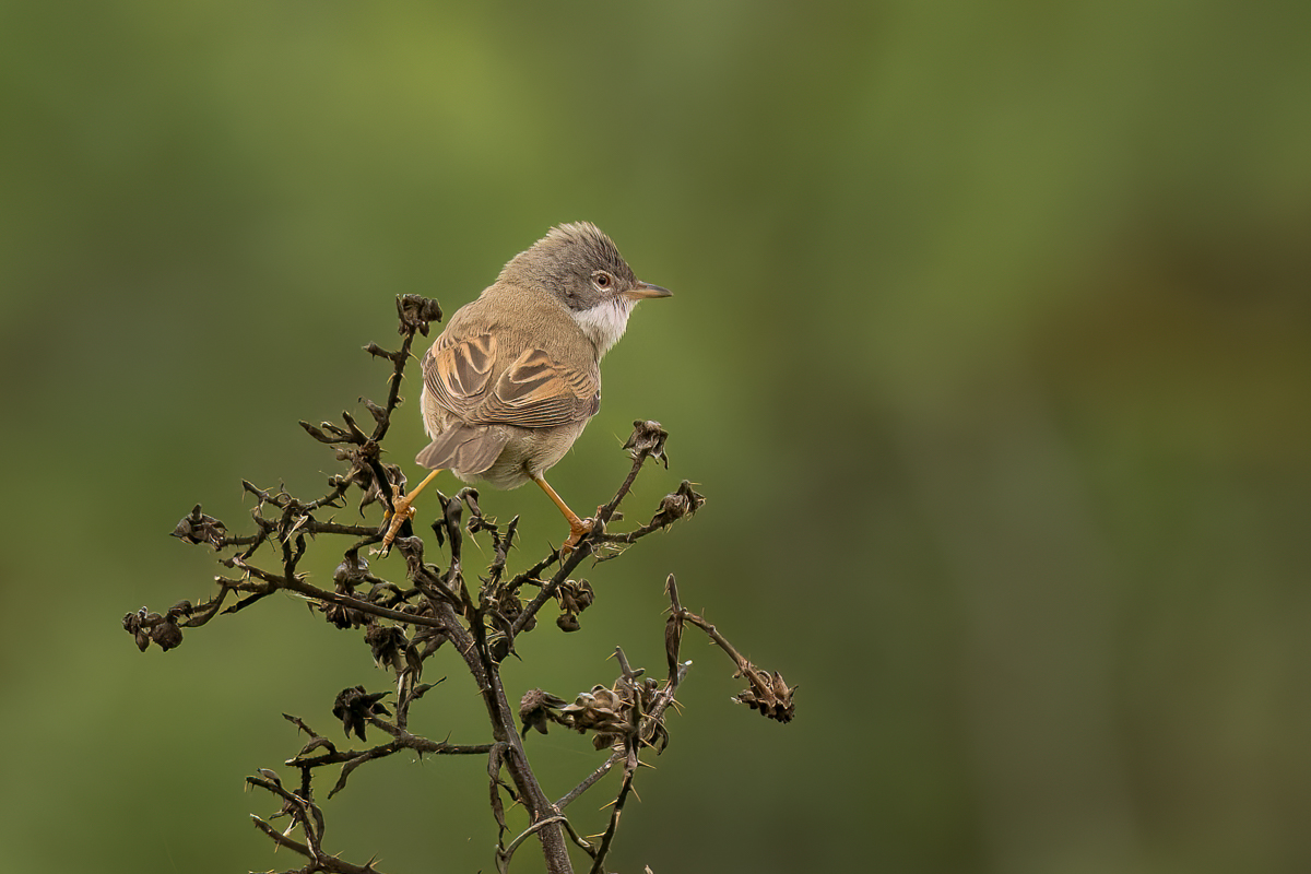 AArbon_1_Common Whitethroat_Freshney_WC_29_04_2023-2.jpg