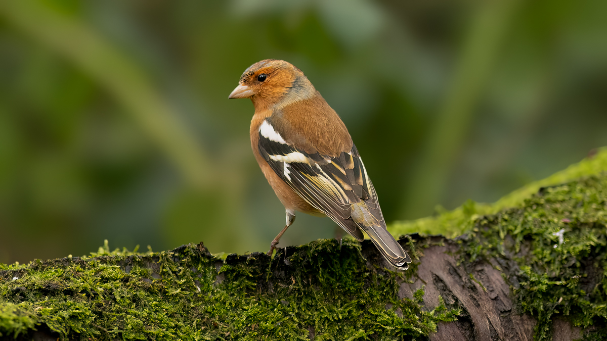 AArbon_4_Chaffinch_Bradley Woods_06-01-2025_ED16X9_01-3.jpg