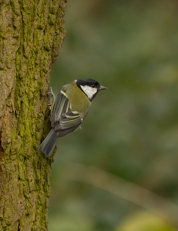 AArbon_5_Great Tit_Bradley Woods_17-01-2025_EDE8.5X11_01.jpg