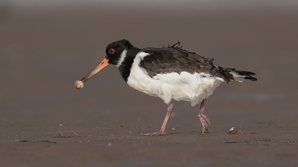 AArbon_Oystercatcher_BCG_01.jpg