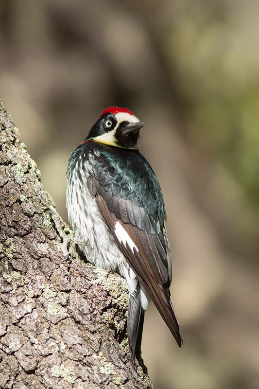 Acorn Woodpecker  Cochise Stronghold 01142014IMG_2707-2.jpg