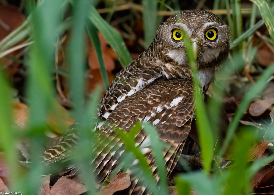 African barred Owlet (1 of 1).jpg