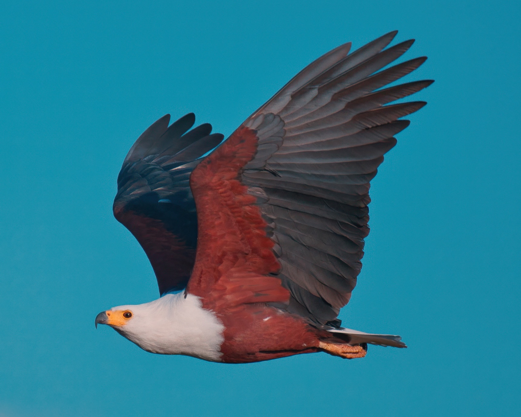 African Fish Eagle 7669BCG.jpeg