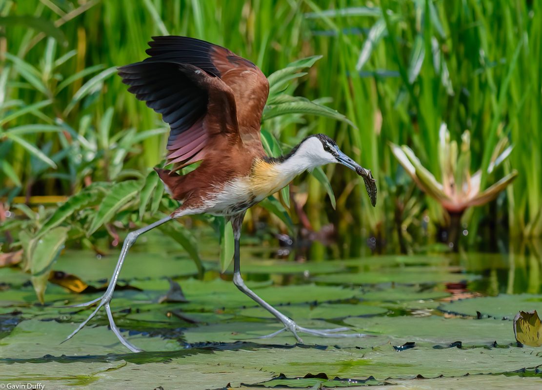African Jacana with catch (1 of 1)-2.jpg