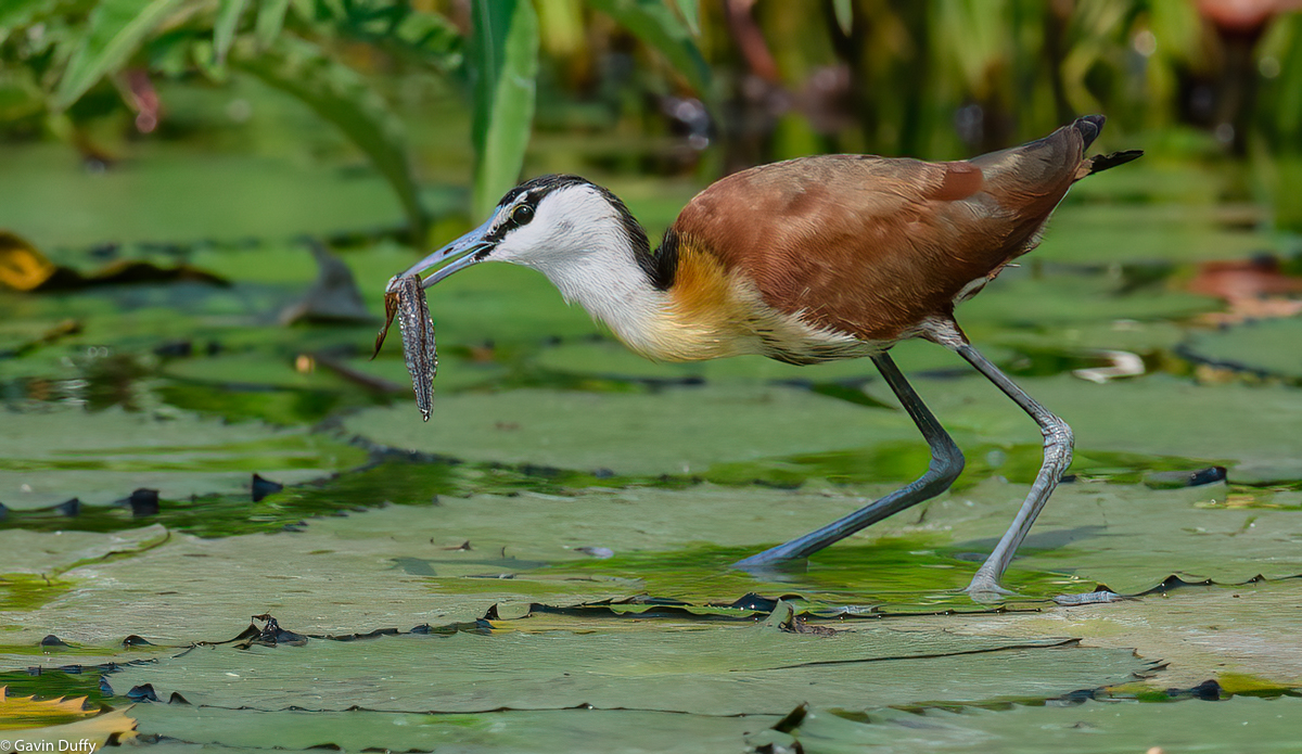 African Jacana with catch (1 of 1)-3.jpg