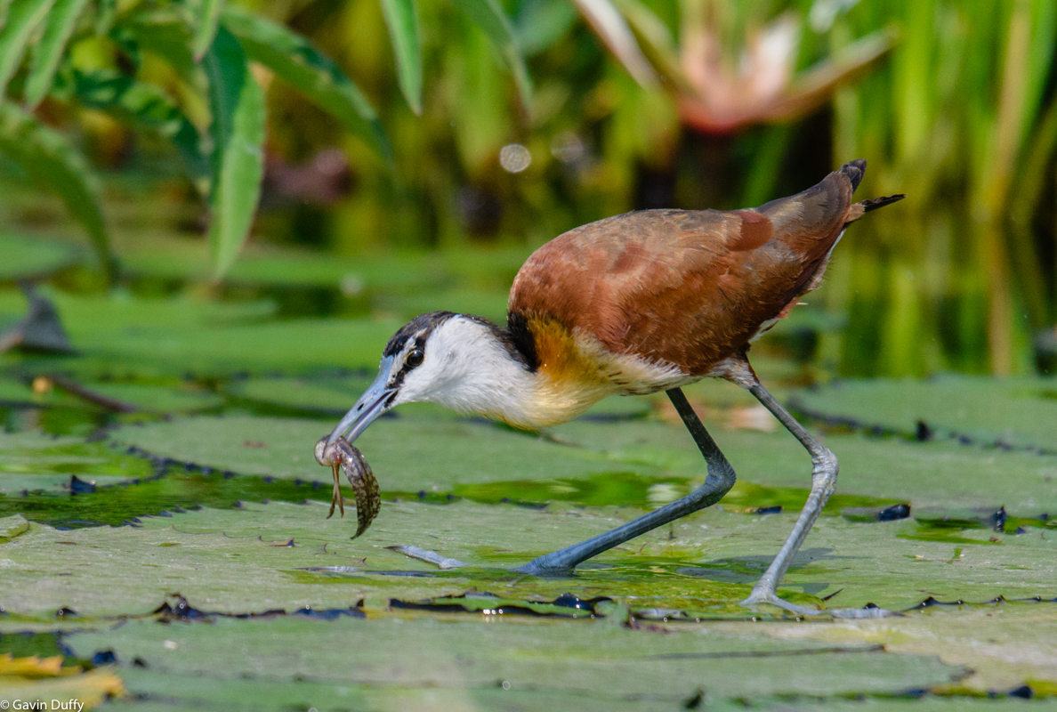 African Jacana with catch (1 of 1).jpg