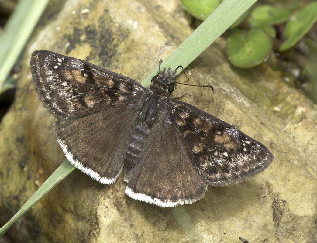 Afrinus Duskywing  Kaibab 070320157X0A9217-denoise-low-light.jpeg