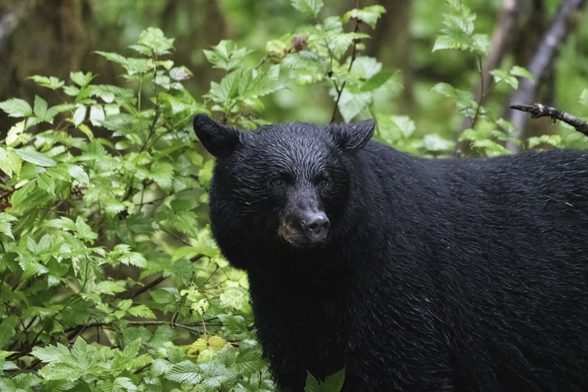 Alaska black bear 08232019.jpg