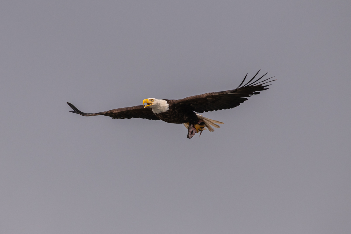 Alaska Eagle 1.jpg