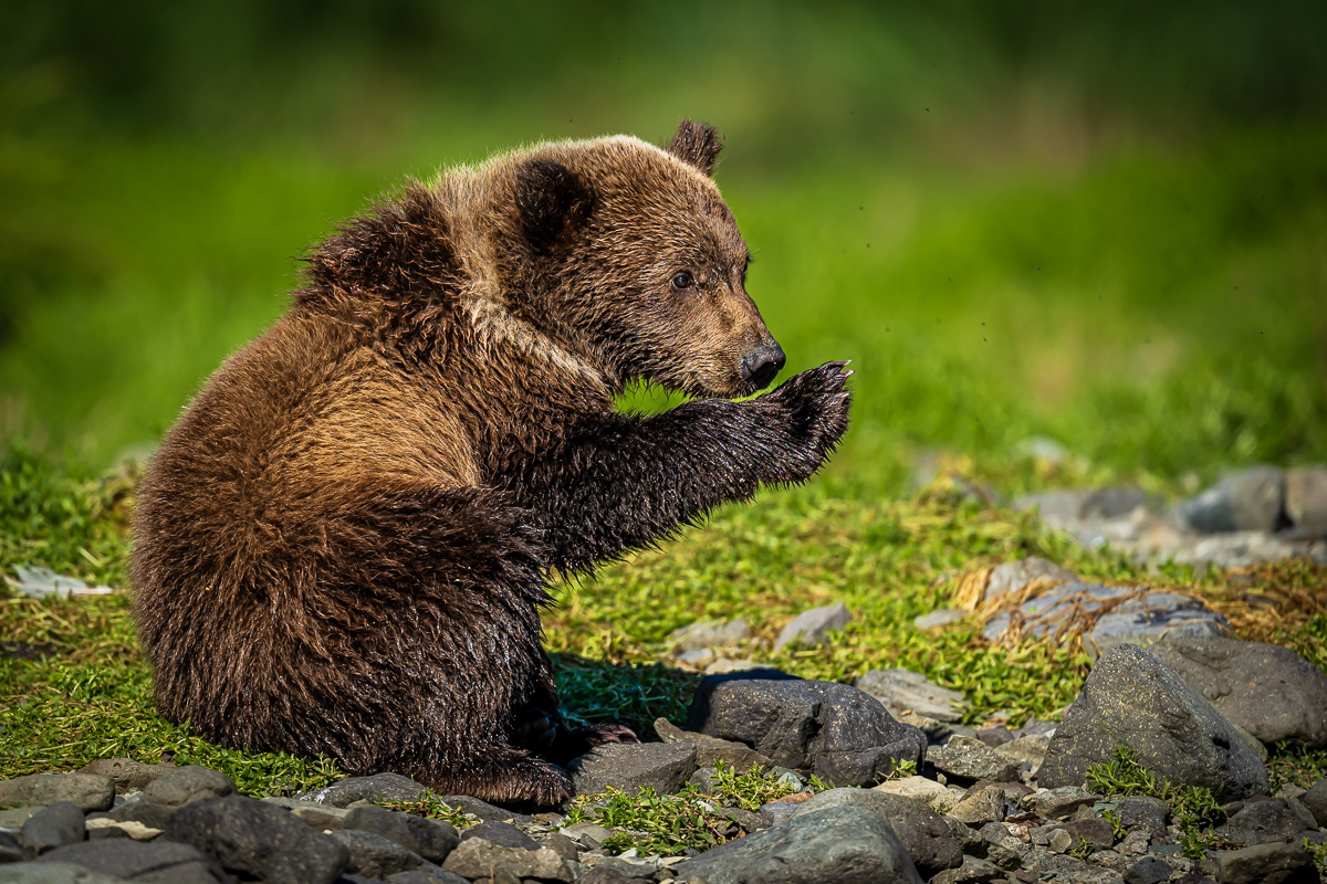 Alaska_Katmai-230817NIKON Z 911667.jpg